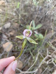 Disperis capensis