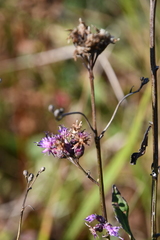 Saussurea maximowiczii