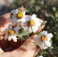 Melampodium cinereum