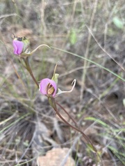 Disperis capensis