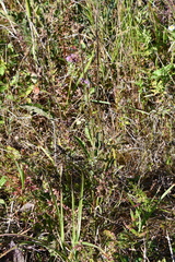 Saussurea maximowiczii