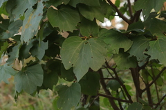 Lindera obtusiloba