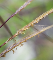 Pogonatherum paniceum