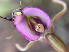 Disperis capensis