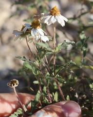 Melampodium cinereum