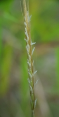 Pogonatherum paniceum