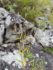Pogonatherum paniceum