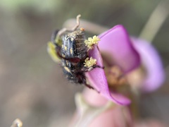 Disperis capensis
