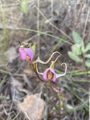 Disperis capensis