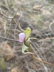 Disperis capensis