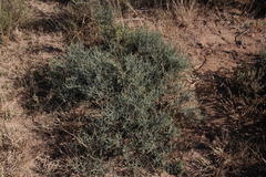 Tetraena chrysopteros