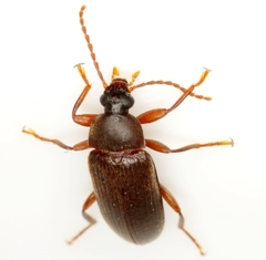 Hymenorus occidentalis