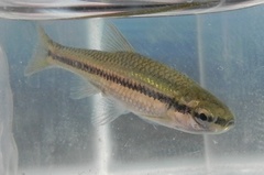 Notropis anogenus