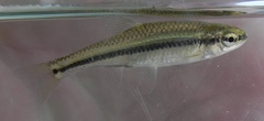 Notropis anogenus