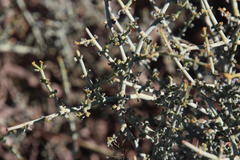 Tetraena chrysopteros