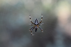 Araneus diadematus