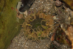 Anthopleura fuscoviridis