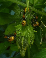 Leptoglossus gonagra