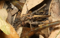 Xyleus discoideus angulatus