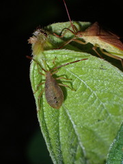 Coreinae