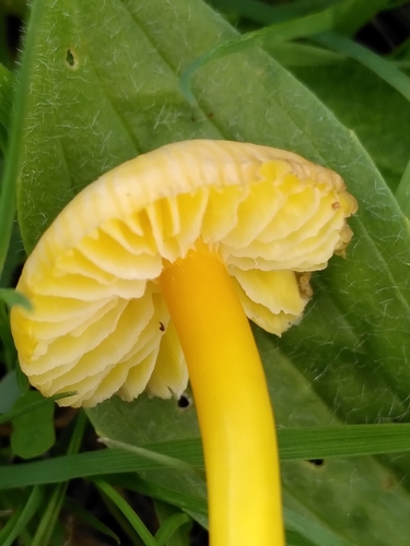 Golden Waxcap