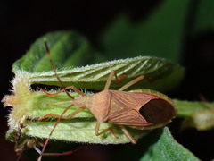 Coreinae
