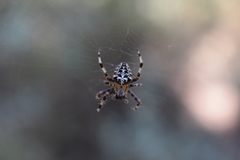 Araneus diadematus