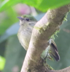 Lepidothrix coronata