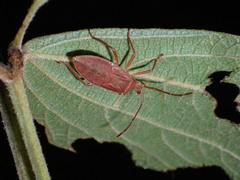 Coreinae