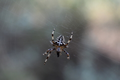 Araneus diadematus