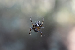 Araneus diadematus