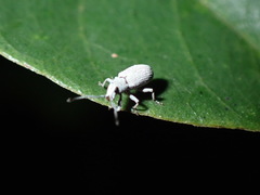 Curculionoidea