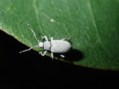 Curculionoidea