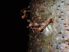 Oecophylla smaragdina