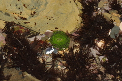 Anthopleura fuscoviridis