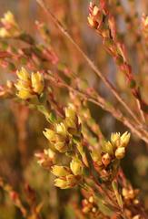 Stylapterus fruticulosus