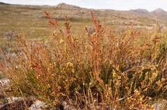 Stylapterus fruticulosus