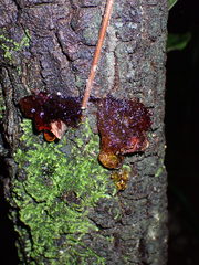 Fungi