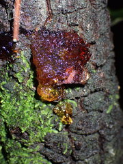 Fungi
