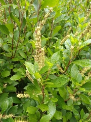Clethra acuminata