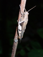 Acrididae