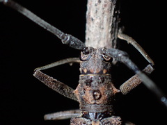 Paraleprodera insidiosa