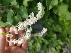 Fallopia baldschuanica