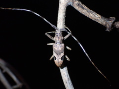 Paraleprodera insidiosa