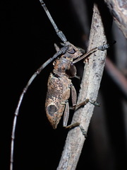 Paraleprodera insidiosa