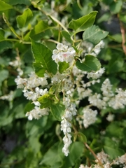 Fallopia baldschuanica