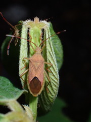 Coreinae