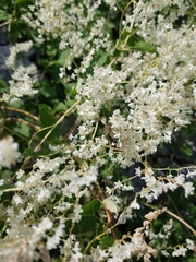 Fallopia baldschuanica