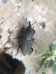 Sphenophorus compressirostris