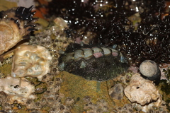 Acanthochitona
